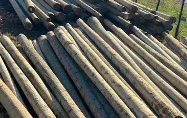 5 metre ağaç direk çapsız yeni ağaç sağlam ve dümdüz ağaç direkler